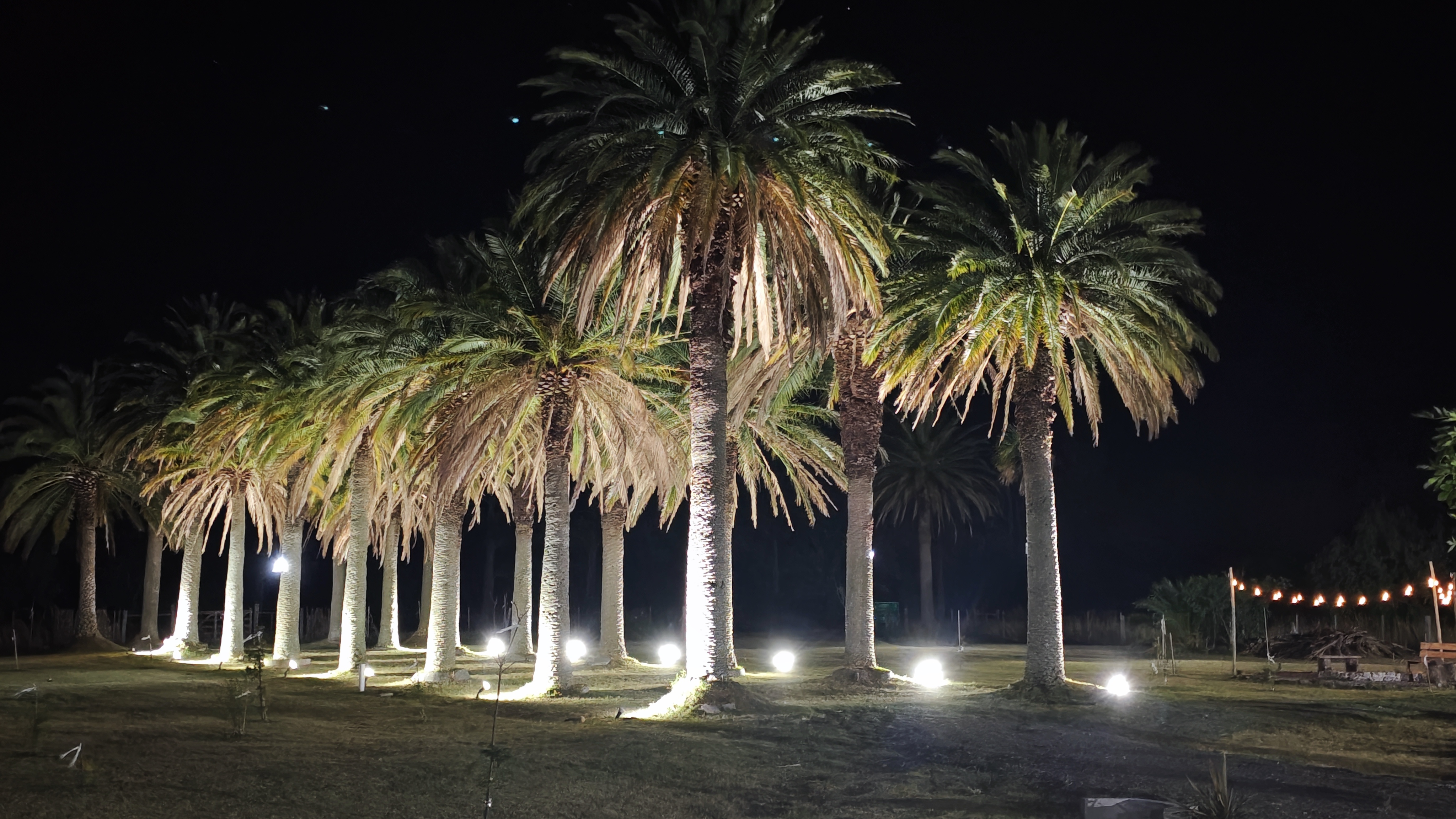Palmeras iluminadas al atardecer en Entre Palmeras y Lavandas