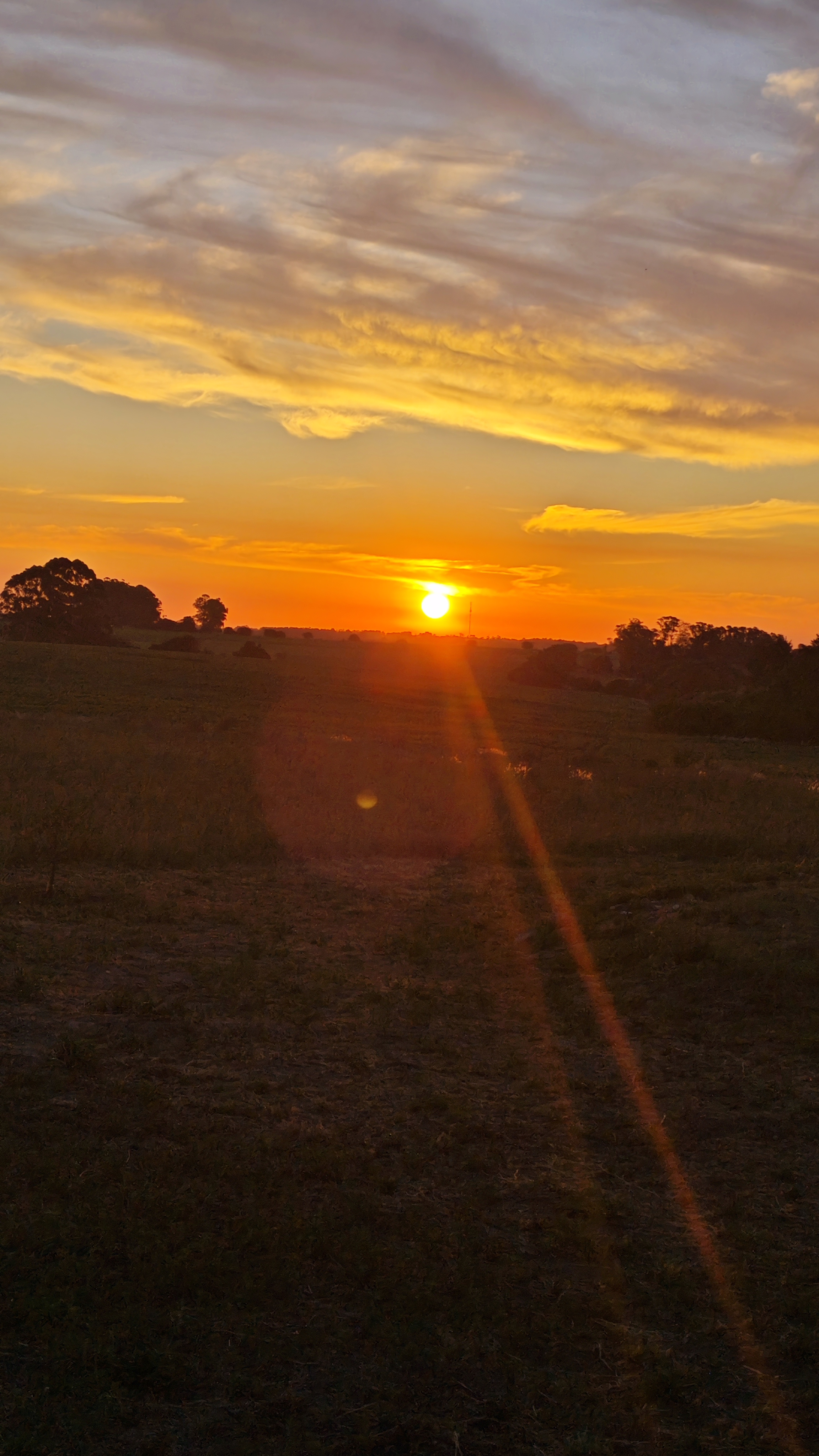 Atardecer dorado sobre los campos de Colonia